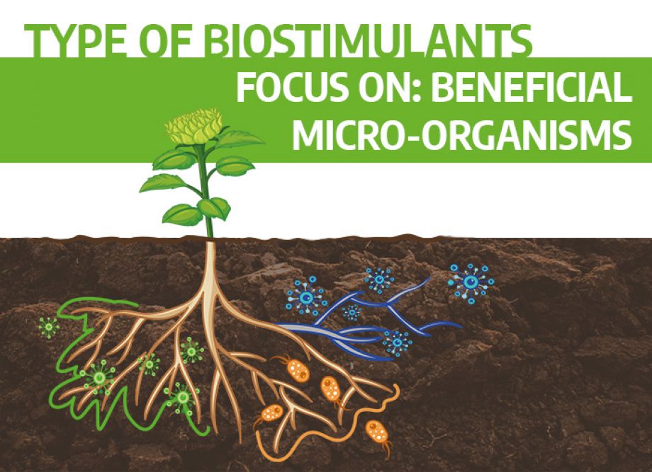 Blog46-Type of biostimulants. Beneficial micro-organisms