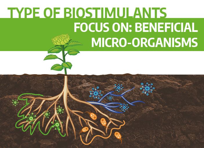 Blog46-Type of biostimulants. Beneficial micro-organisms