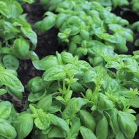 basilic plant