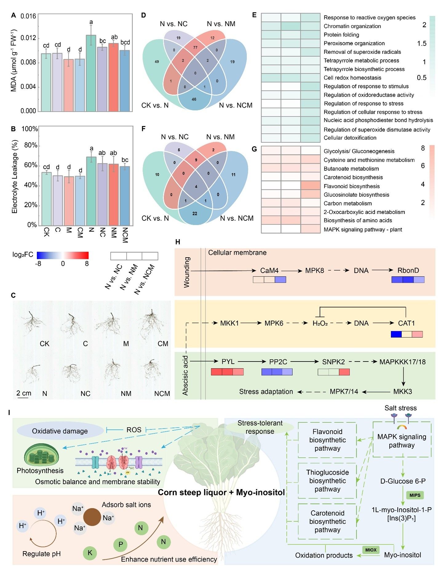 The effects of the combined application of CSL and MI