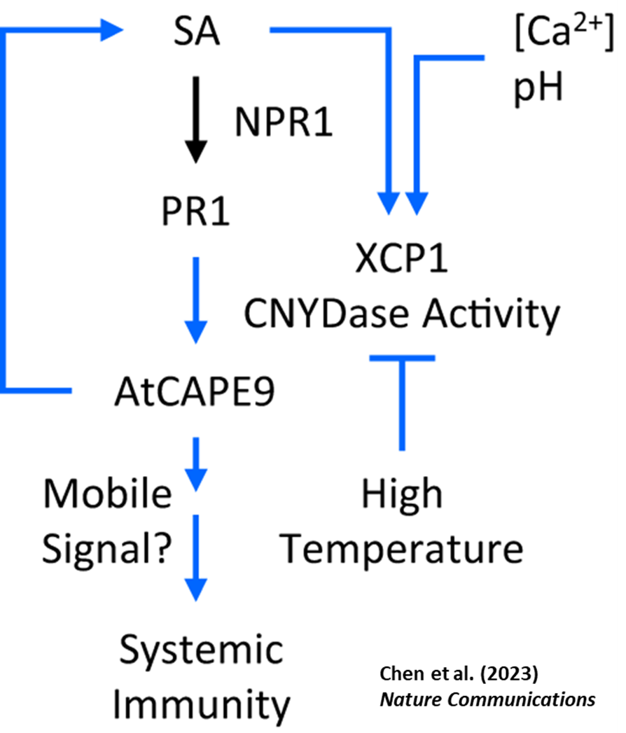 Figure 4 : Slopes of the linear regression model (y = ax +b where a is the slope and b is the y-intercept) describing the relationship between Digital Biomass (y) and days (x) 