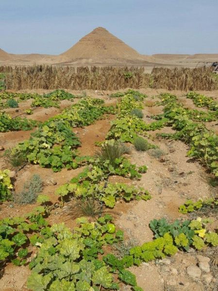 Photo1 - The effect of applying foliar sprays with OSAB 