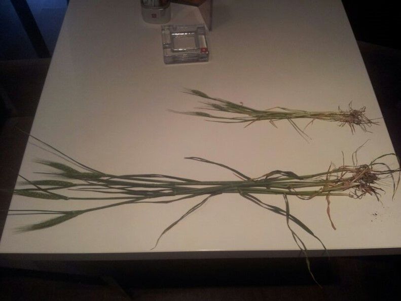 The effect of applying foliar sprays with AB Yellow 