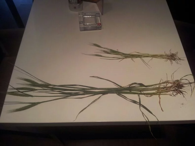 The effect of applying foliar sprays with AB Yellow 