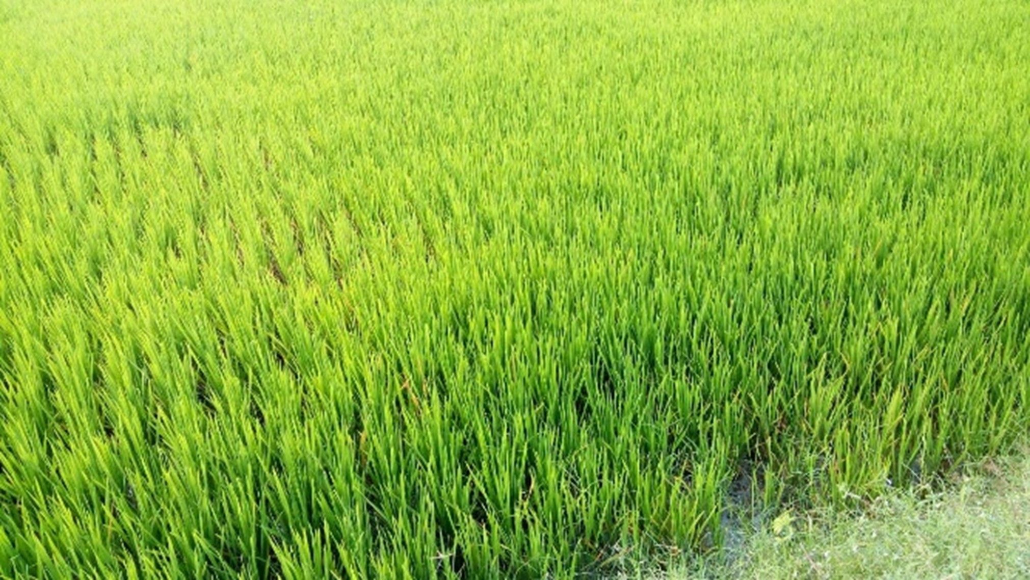 The effect of applying foliar sprays with AB Yellow 