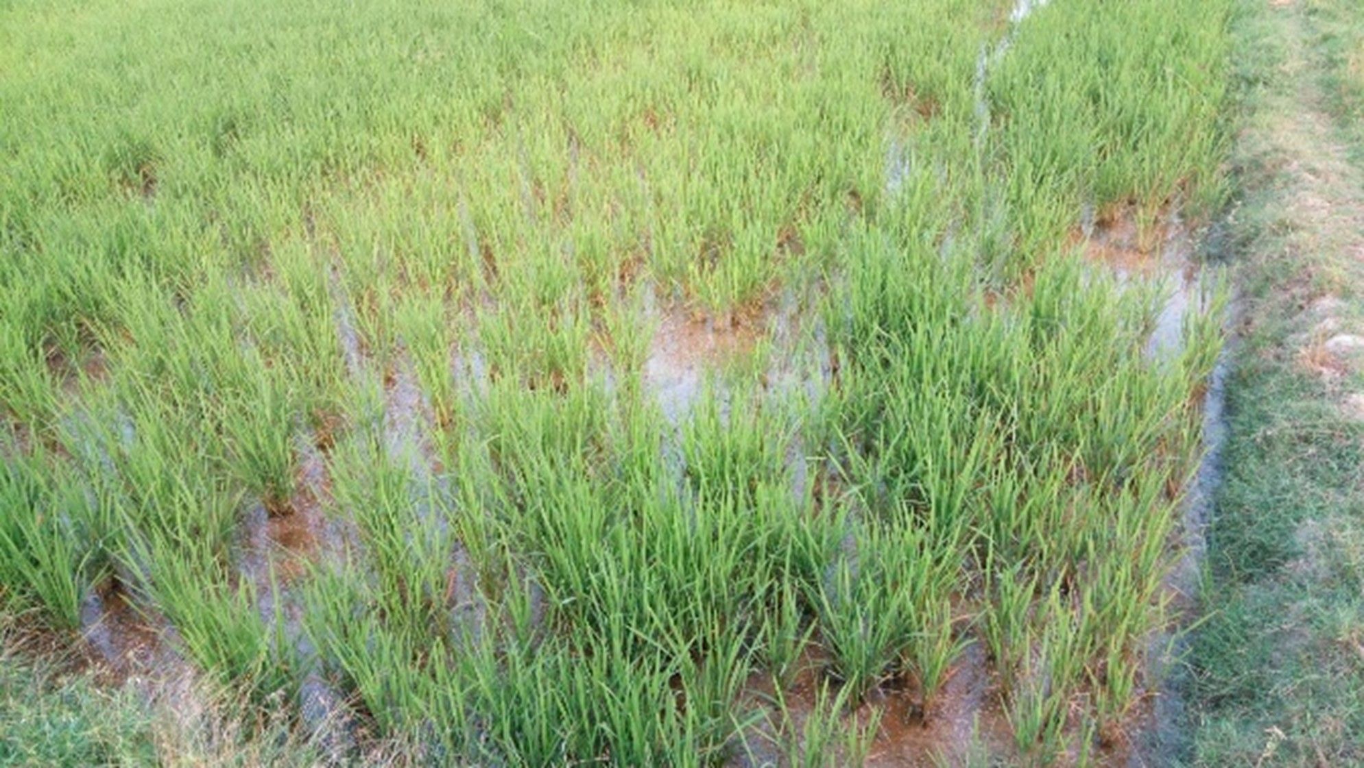 The effect of applying foliar sprays with AB Yellow 