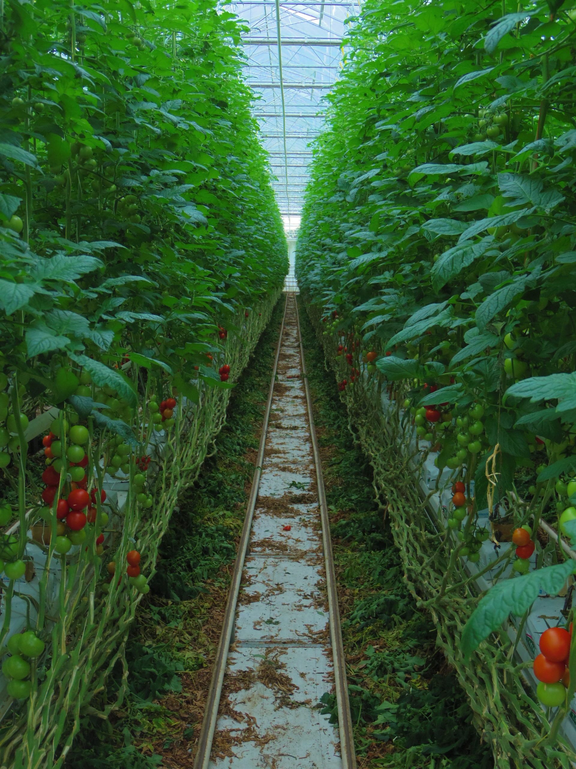 hydroponic tomatoes cultivation