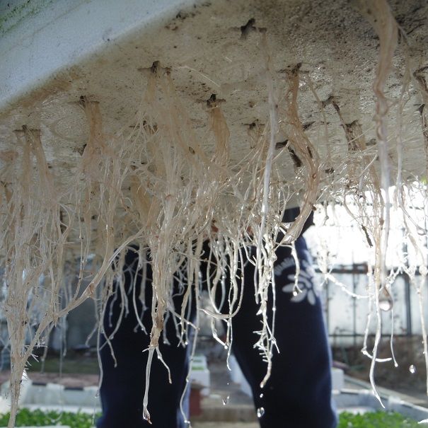 Floating root system