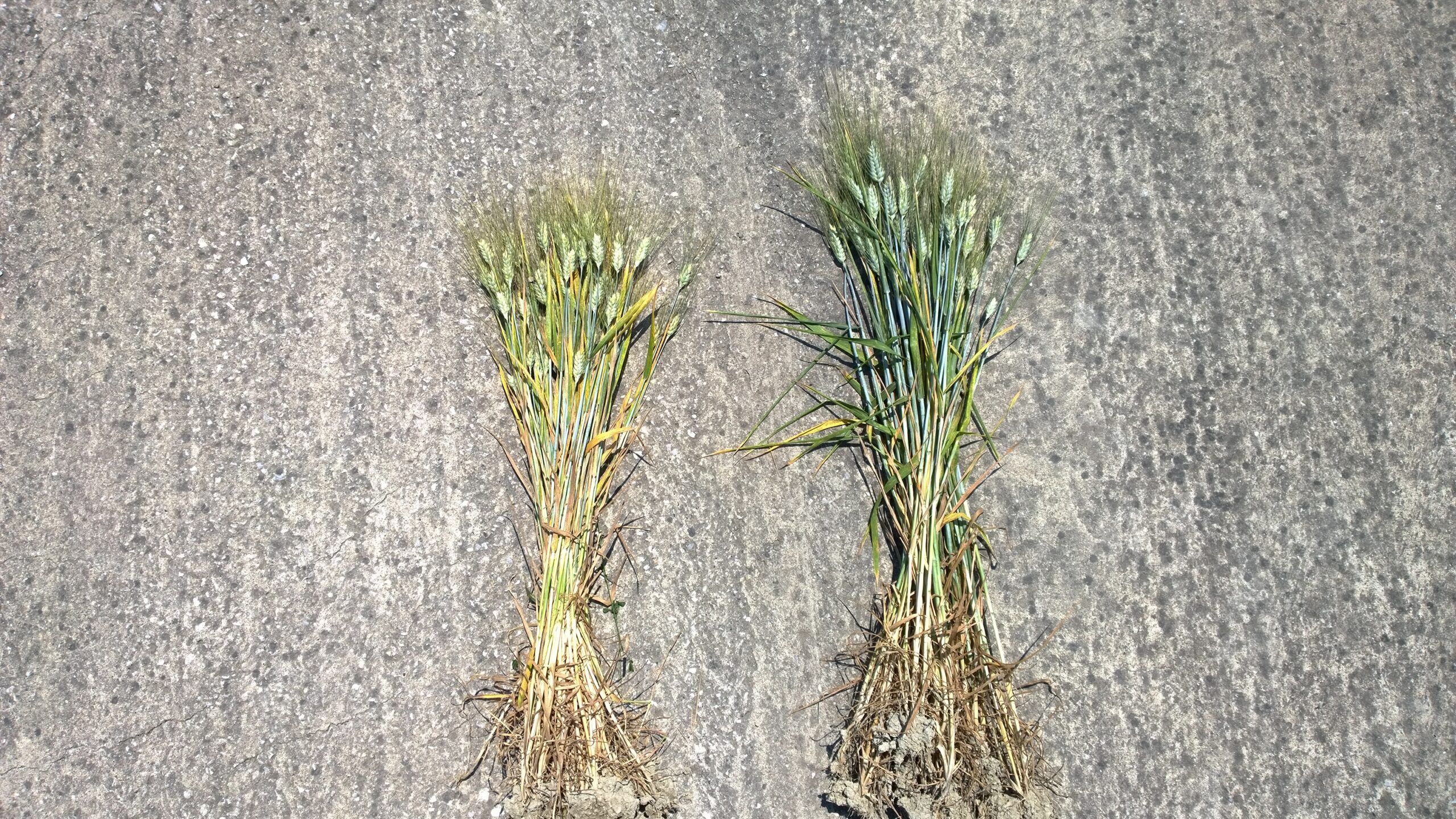 Wheat plants from seeds untreated and treated
