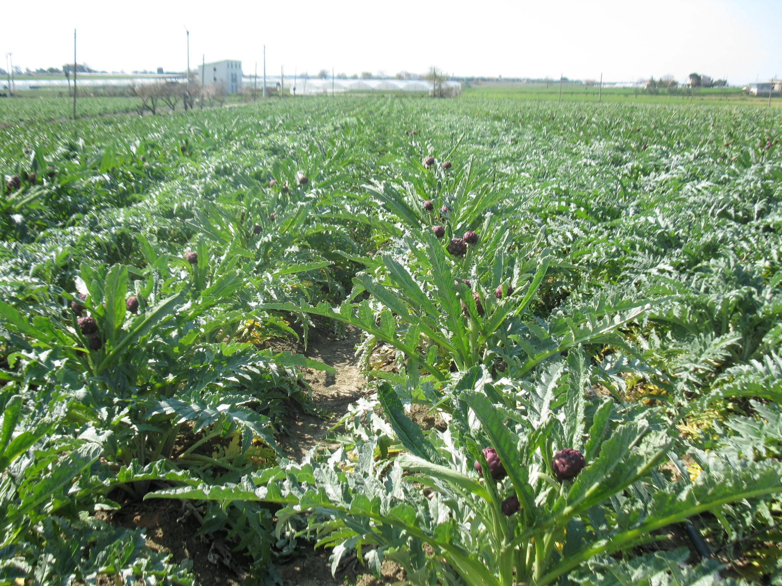 Artichoke trial 