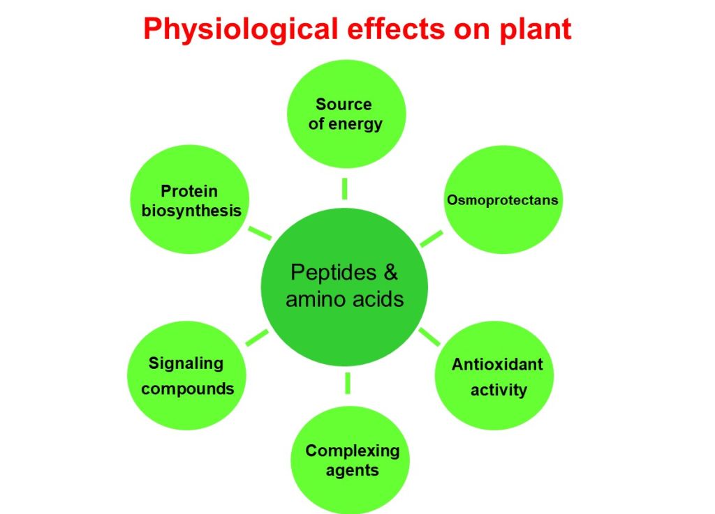 Protein Hydrolysates as Plant Biostimulants