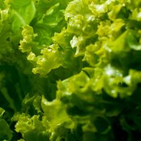tomatoes plant closeup