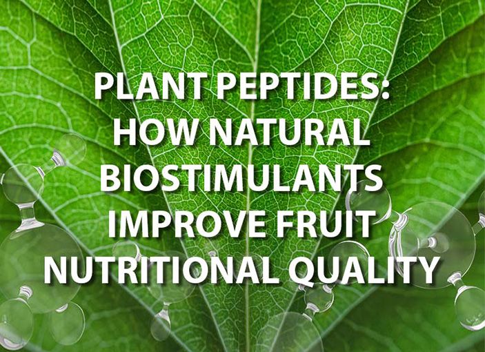 PLANT PEPTIDES: HOW NATURAL BIOSTIMULANTS IMPROVE FRUIT NUTRITIONAL QUALITY