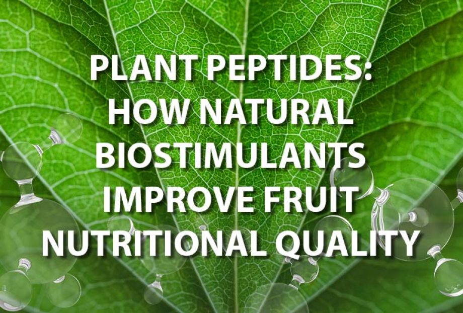 PLANT PEPTIDES: HOW NATURAL BIOSTIMULANTS IMPROVE FRUIT NUTRITIONAL QUALITY