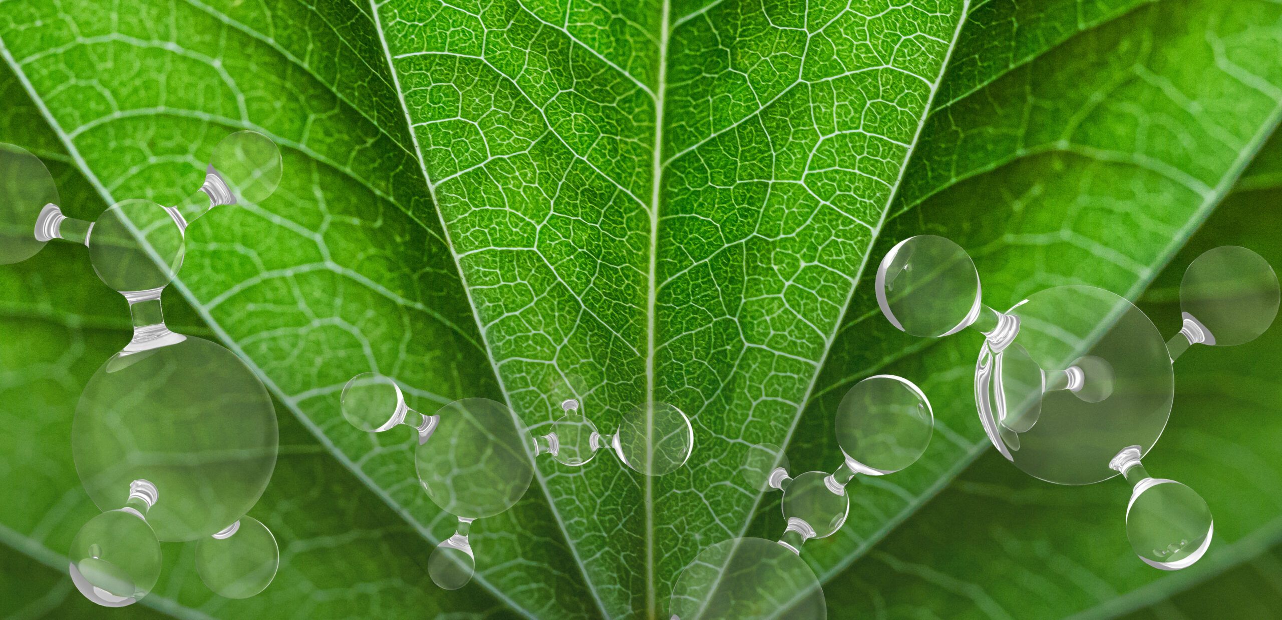 How Natural Biostimulants Improve Fruit Nutritional Quality