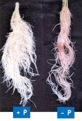 breakdown of papers by substance
