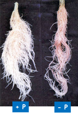 breakdown of papers by substance