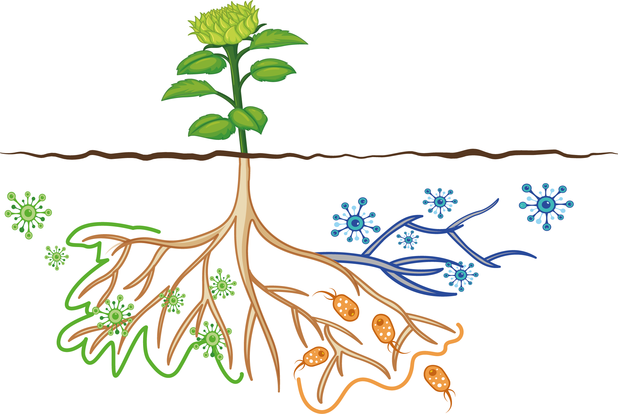 Types of biostimulants - fungi - bacteria - Mycorrhyzal fungi