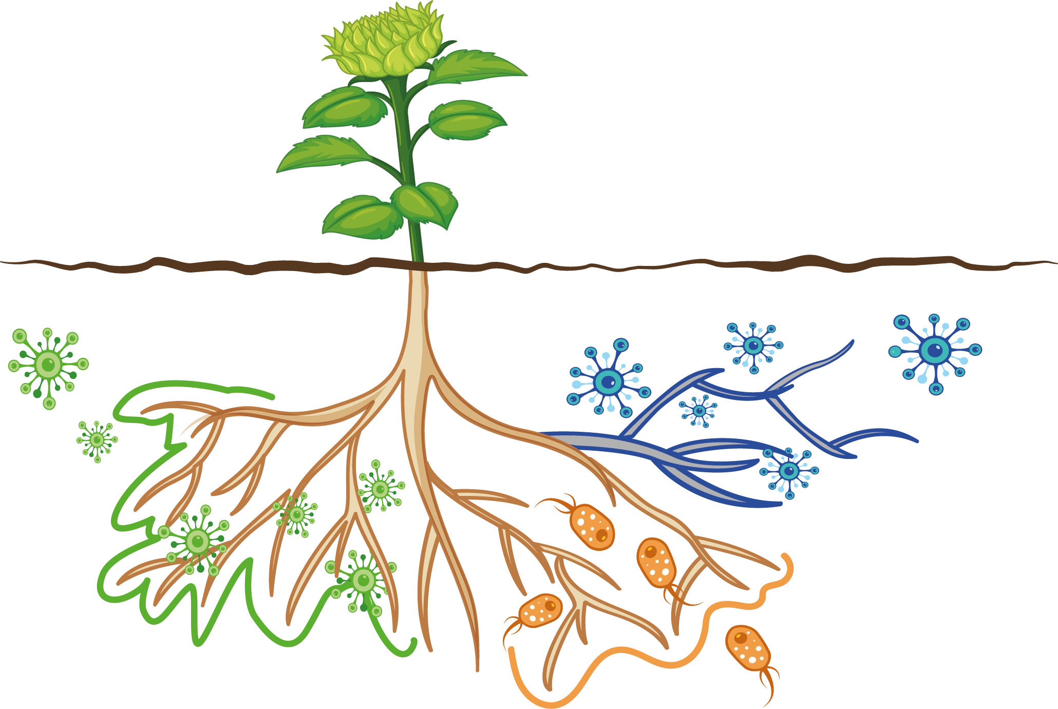 Types of biostimulants - fungi - bacteria - Mycorrhyzal fungi