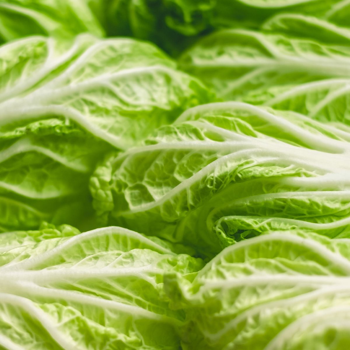 chinese cabbage