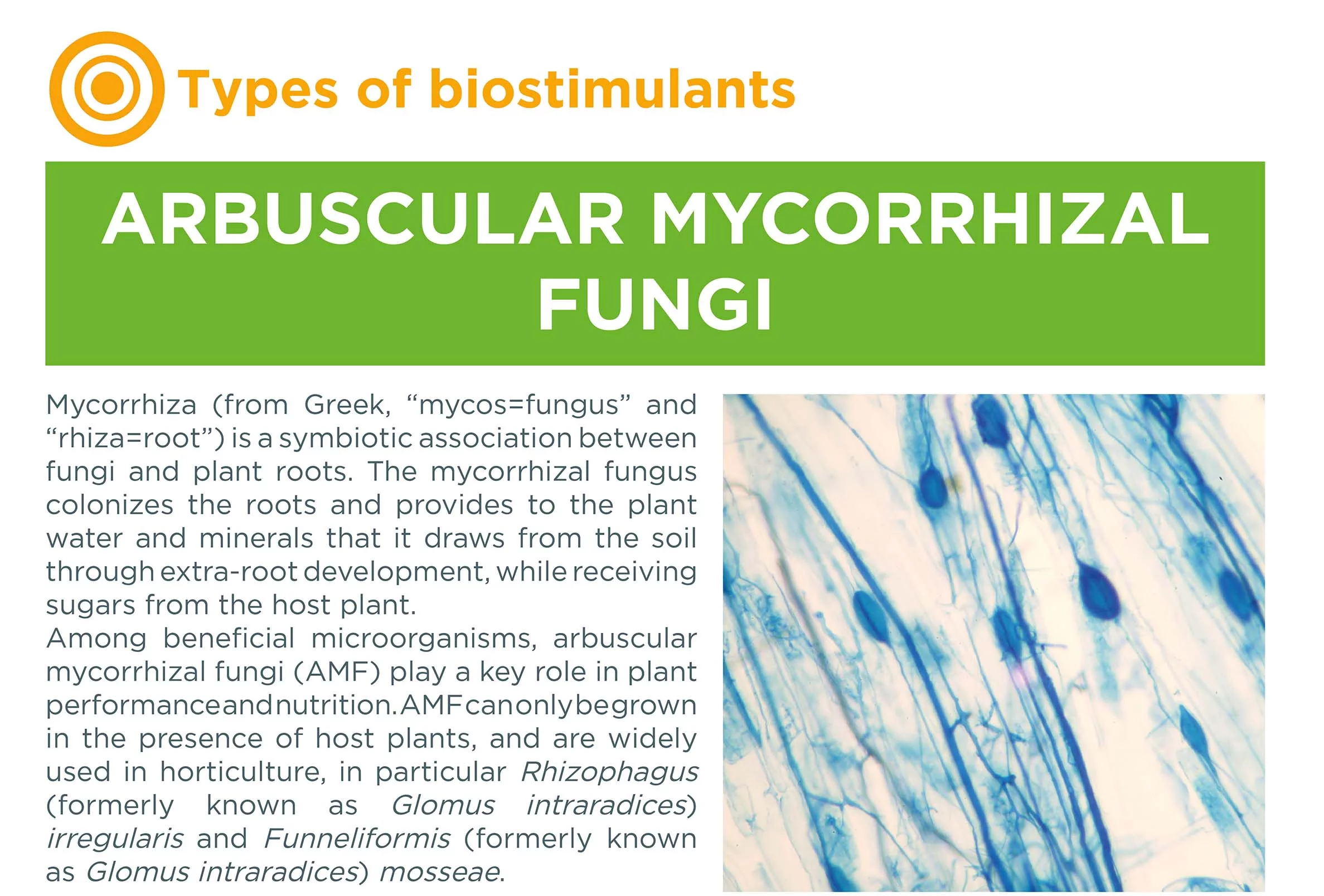 Type of biostimulants : arbuscular mycorrhizal fungi