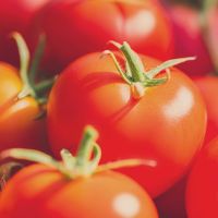 fresh red tomatoes are close. harvest, raw food