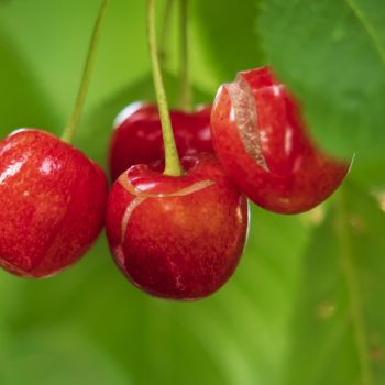 cracking cherries