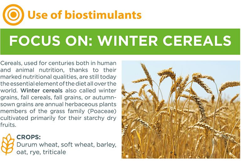 Focus on winter cereals