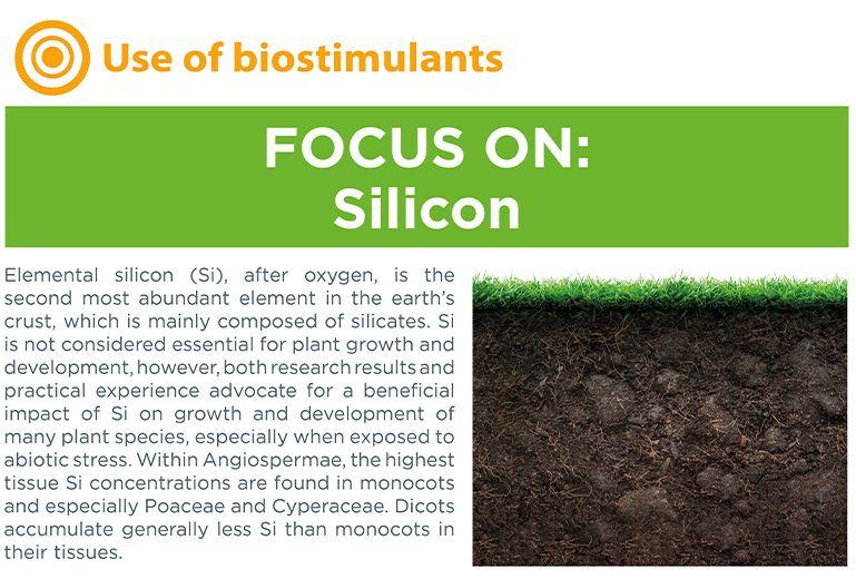 Focus on : Silicon