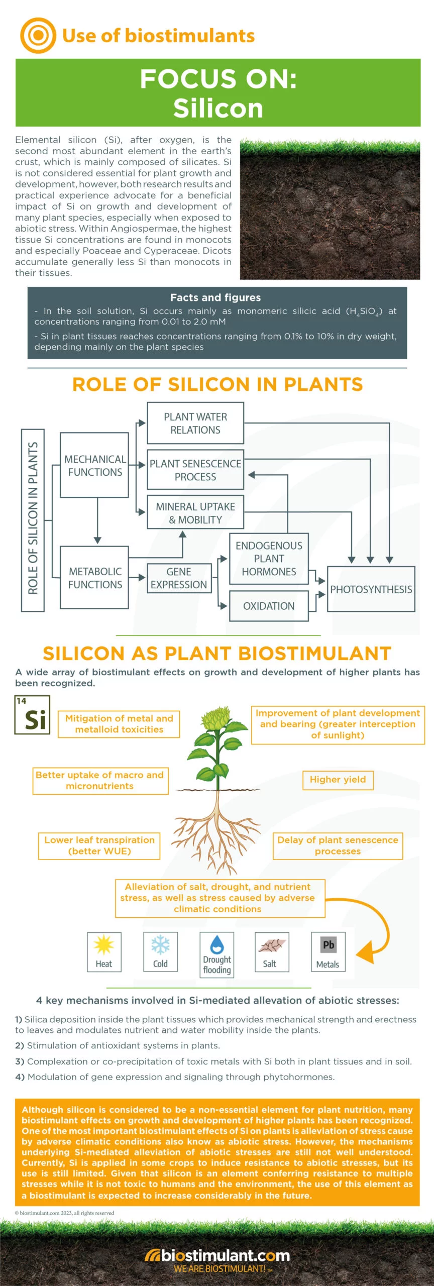 Infographic Focus on : Silicon
