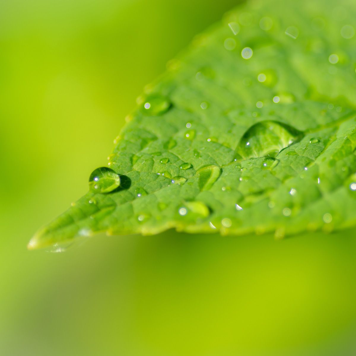 leaf water biostimulant