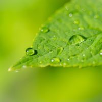 leaf water biostimulant