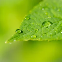 leaf water biostimulant