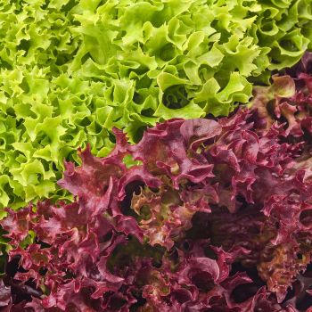 red and green lettuce