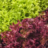 lettuce red and green
