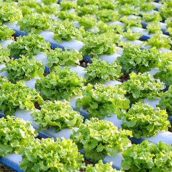 hydroponic cultivation