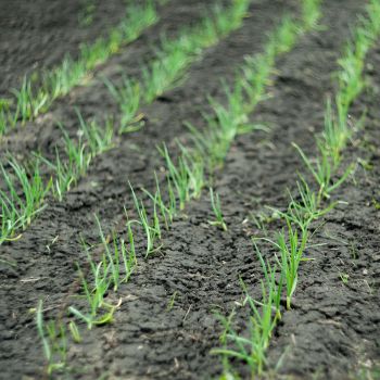 hydroponic cultivation