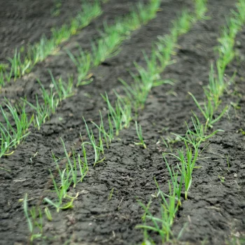 hydroponic cultivation