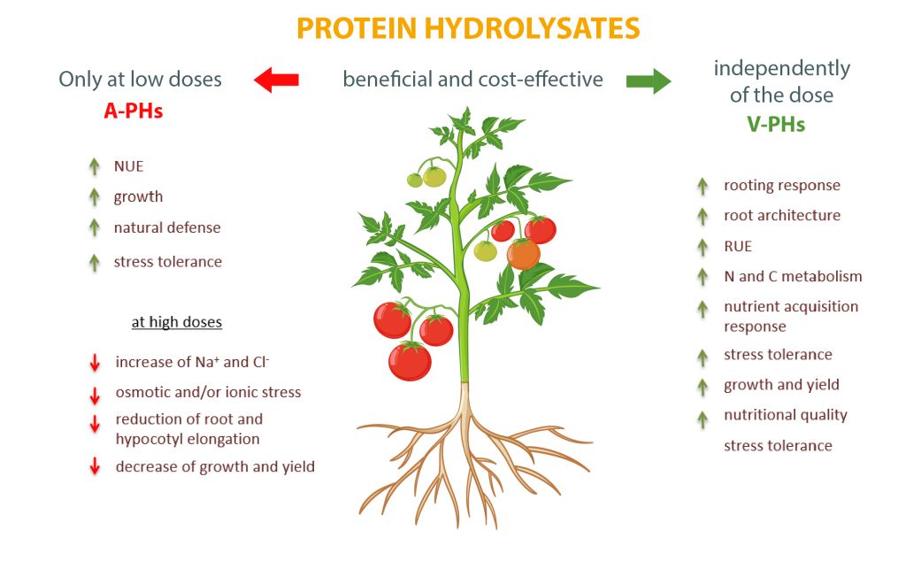 Animal versus plantderived protein hydrolysates