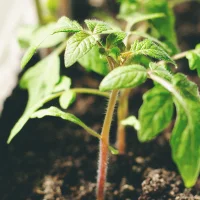 tomatoes plant closeup